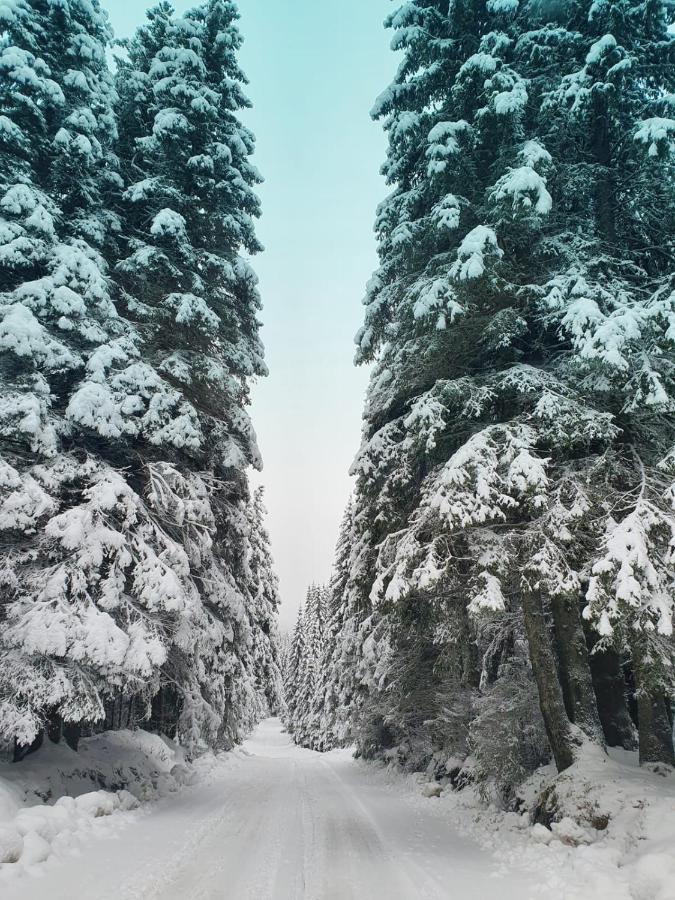 13 Si 16 In Oxygen Sinaia